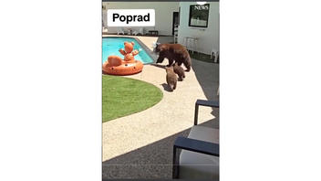 Fact Check: Medvede na videu sa NEPRECHÁDZAJÚ pri bazéne domu v Poprade